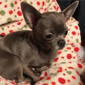 Meet your Posher, Betsy